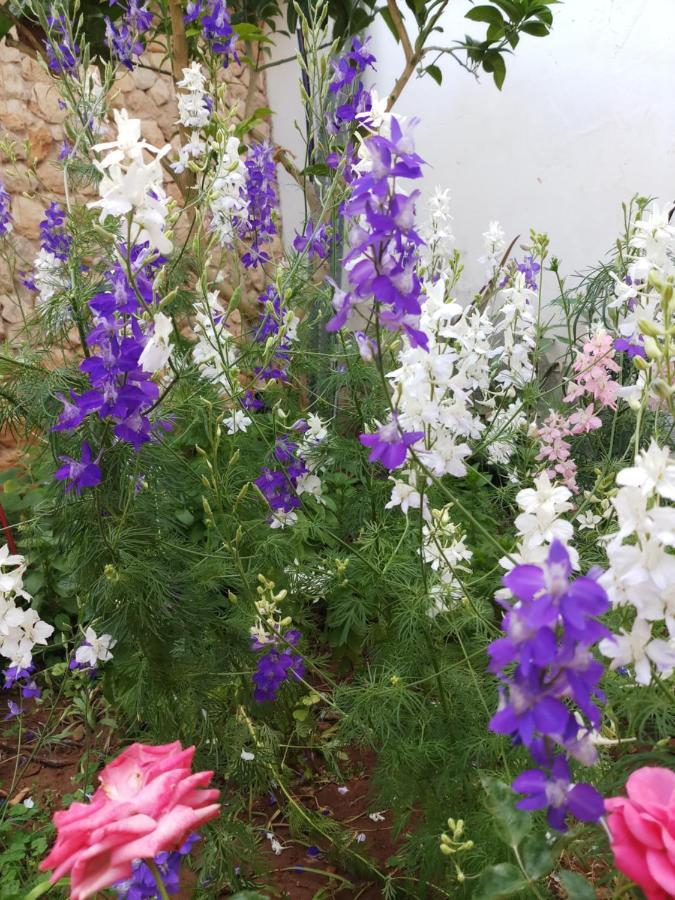 Mystery Garden Guest House Famagusta  Zewnętrze zdjęcie
