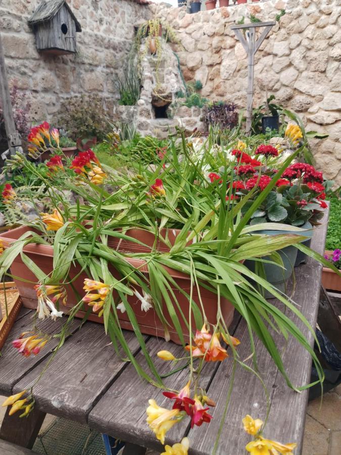 Mystery Garden Guest House Famagusta  Zewnętrze zdjęcie
