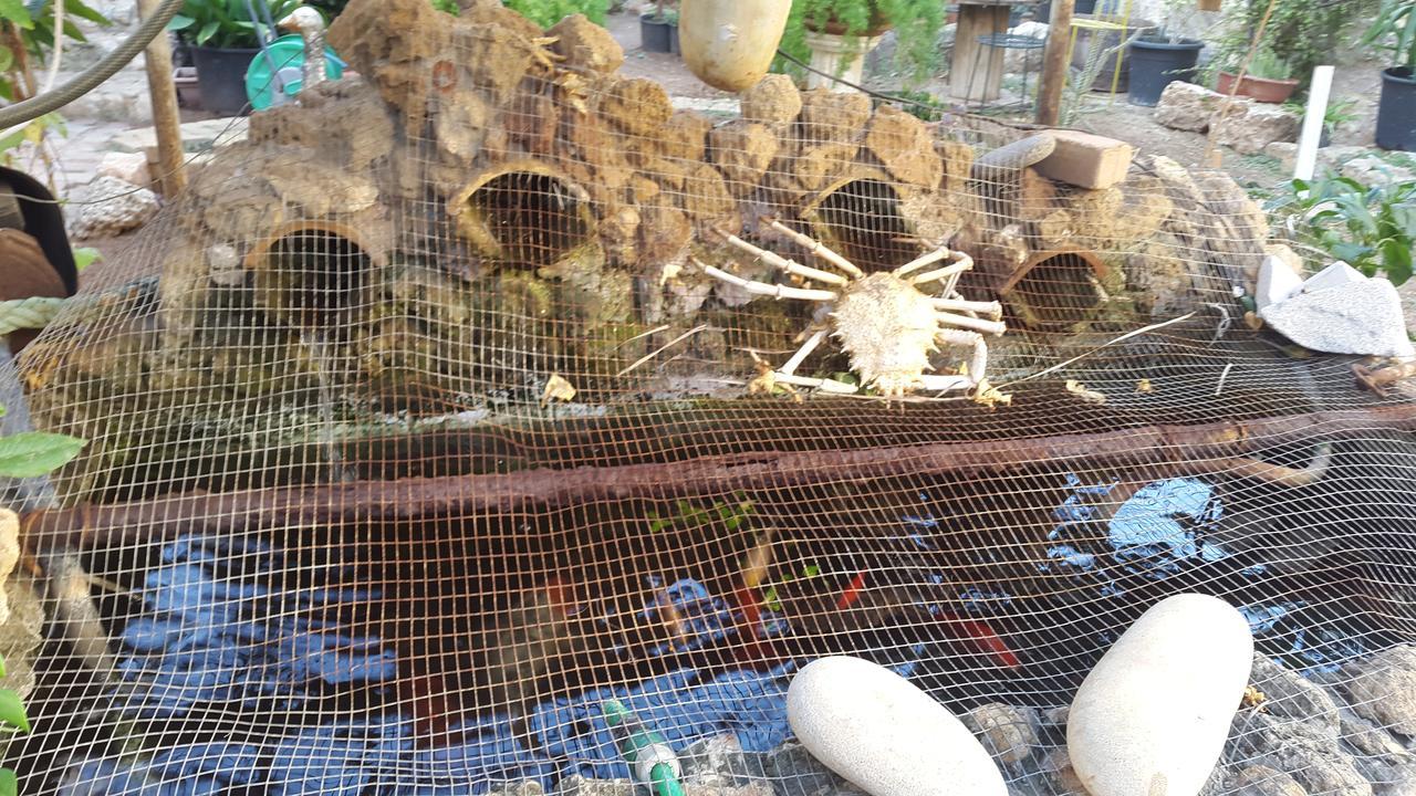 Mystery Garden Guest House Famagusta  Zewnętrze zdjęcie